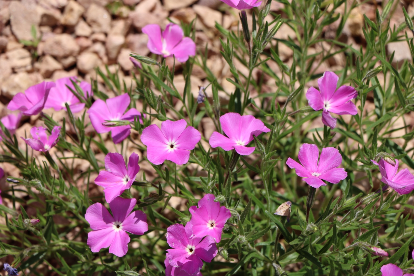 Santa Fe Phlox